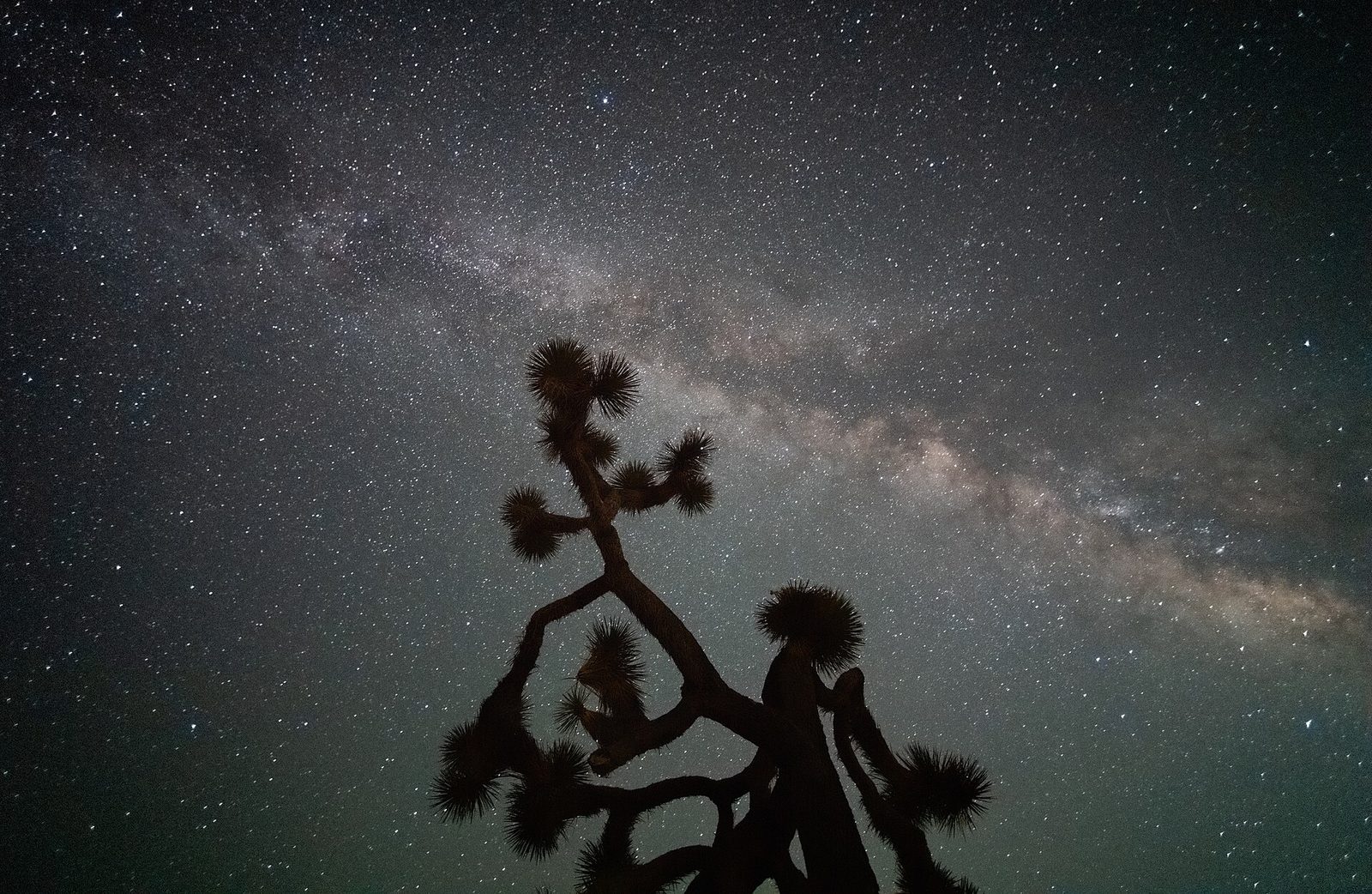The Milky Way above a Joshua tree in Joshua Tree National Park, a certified International Dark Sky Park — the sky a good beginner telescope actually opens up