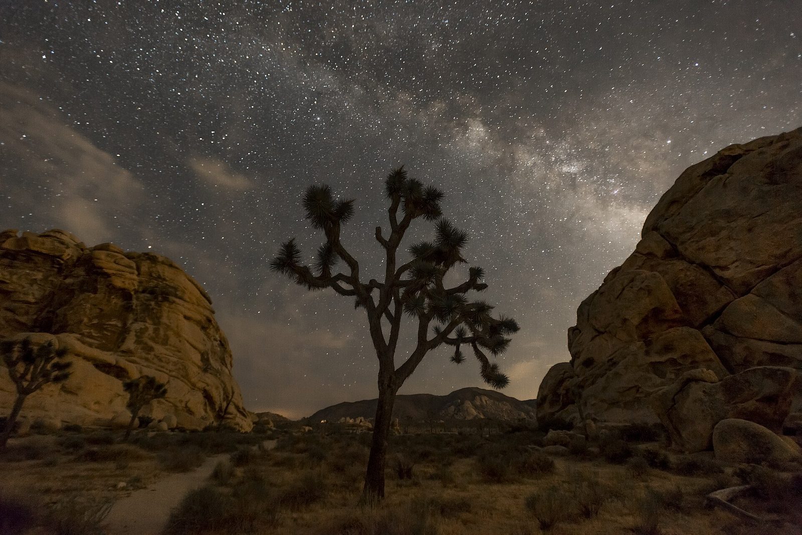 The Milky Way over a Joshua tree between granite boulders in Joshua Tree National Park, an International Dark Sky Park since 2017